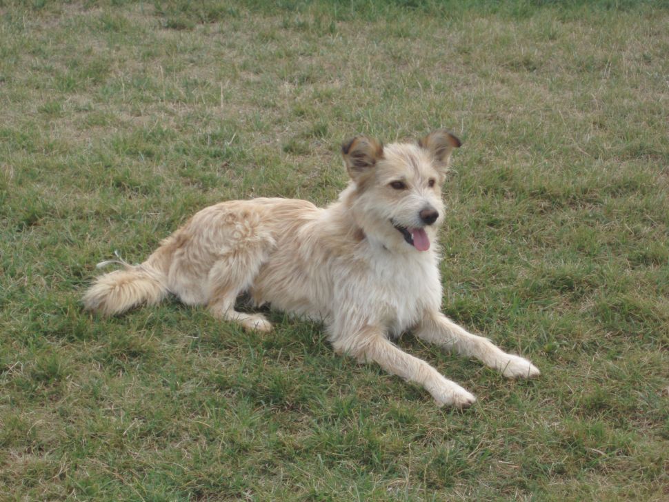 Perro Pastor Vasco Euskal Artzain Txakurra de la variedad Gorbeiakoa