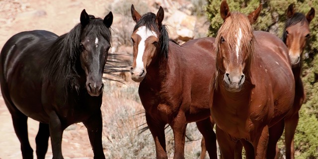 Cerdeña: Los caballos salvajes de Giara di Gesturi