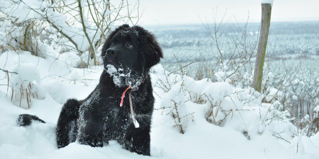 perro terranova de color negro y blanco