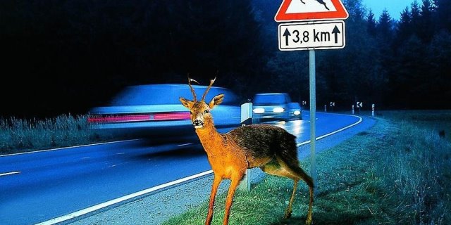 accidentes de tráfico provocados por animales