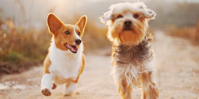 consumidor archivo Contiene El mejor perro para personas mayores: 10 Razas | Blog de Terránea