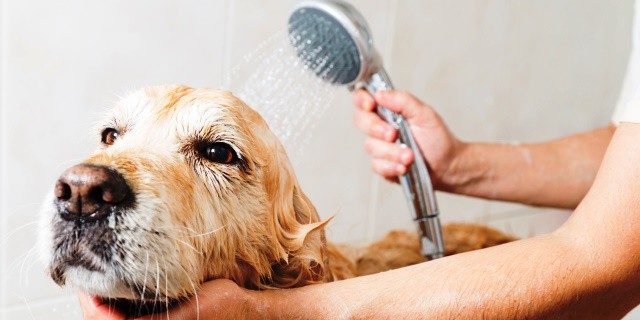 Higiene de las mascotas