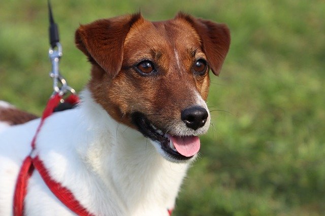 Jack Russell Terrier, perro idóneo para los Aries