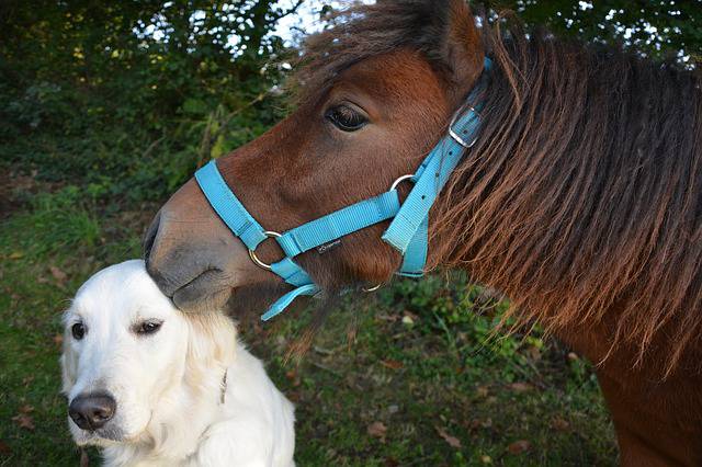 lenguaje de juego entre perro y caballo