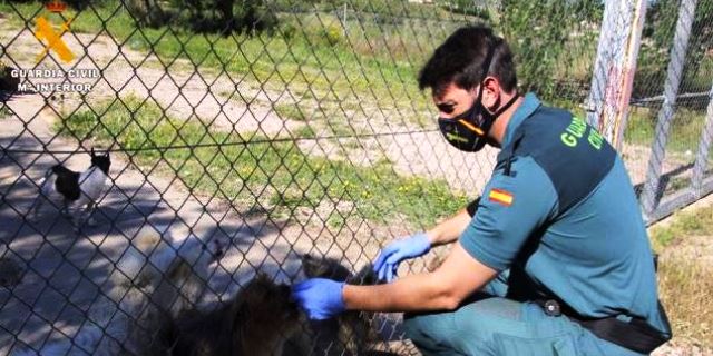 Guardia civil localiza a perros en malas condiciones en un criadero