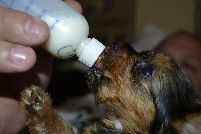cachorro toma leche