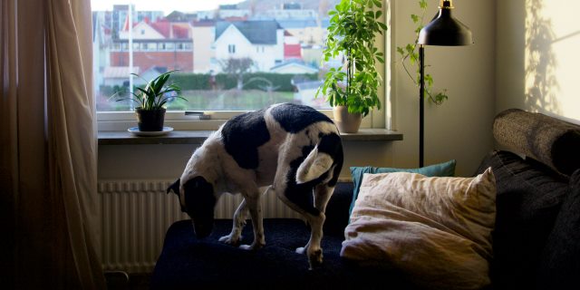 hogares europeos con mascota