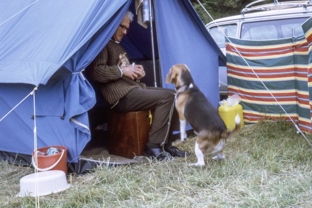 acampar con perro