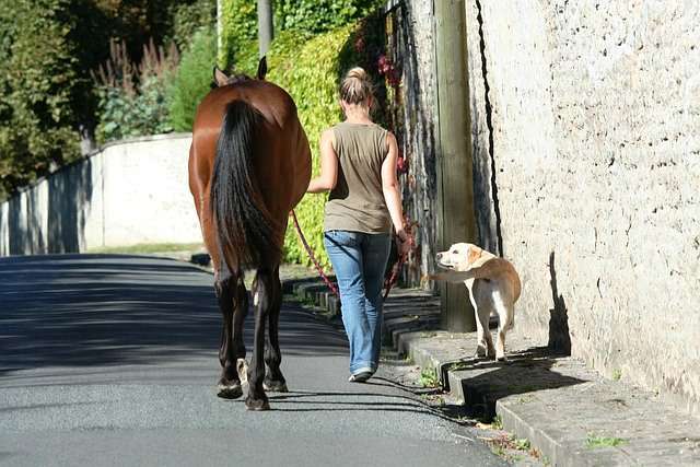pasear con caballo y perro