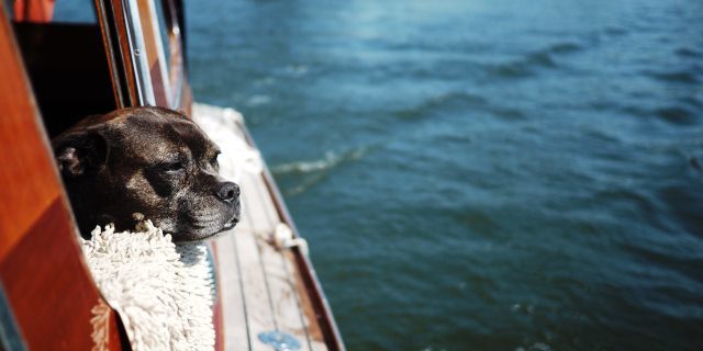 viajar con perro en barco