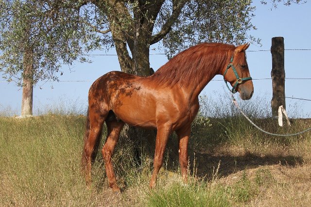 Impulso al Programa de Cría del Caballo de Pura Raza Española