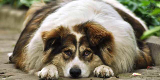 perro con sobrepeso