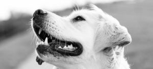 perros para enfermos de Alzheimer