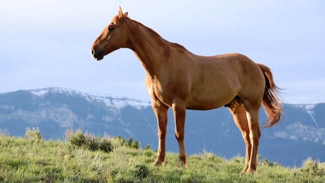 compra y venta de caballos