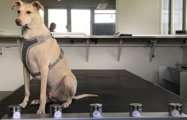perro detecta covid-19 en el aeropuerto de Helsinki