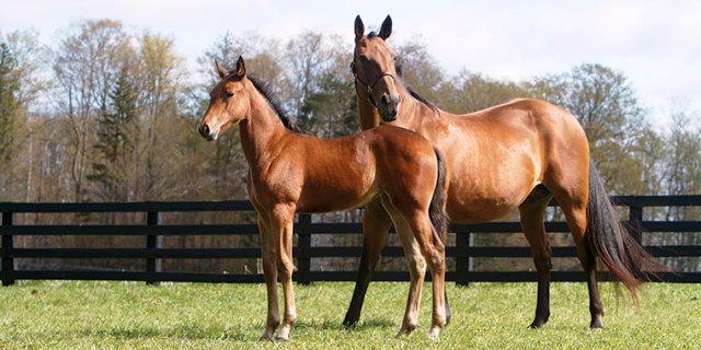 caballos canadienses