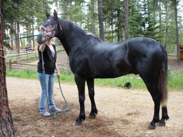 caballo canadiense
