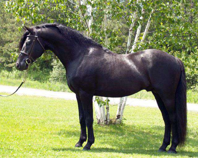 características de los caballos canadienses