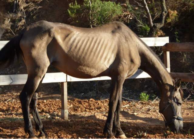 cuidados veterinarios frente a la desnutrición en caballos