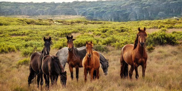virus lengua azul y peste equina africana