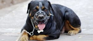 raza de perro mas peligroso