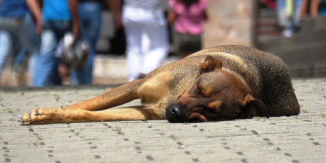 nueva ley de Baleares para perros abandonados