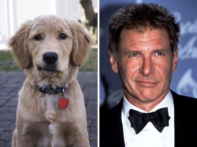 perro idéntico a Harrison Ford