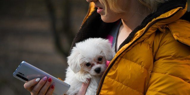 Dogcha App para socializar con perros