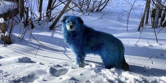 perro azul en Rusia