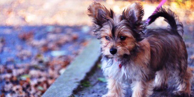Chorkie es el híbrido de yorkshire terrier y chihuahua