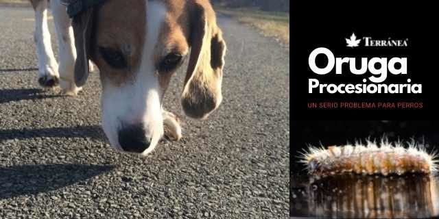 la oruga procesionaria y riesgos para los perros