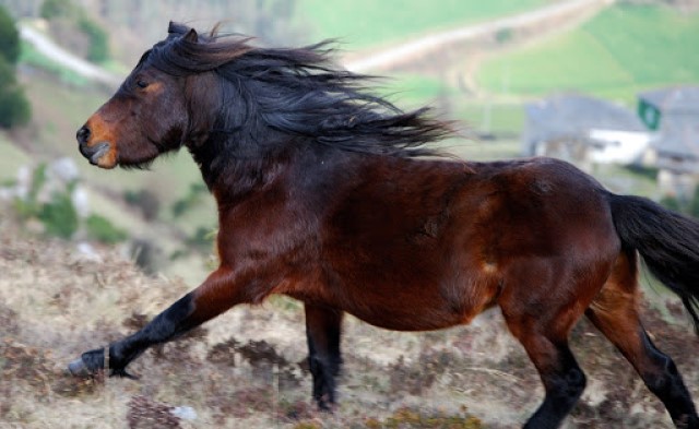 Los caballos Asturcones son caballos españoles
