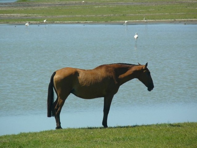 Otro de los caballos españoles, el Caballo Marismeño