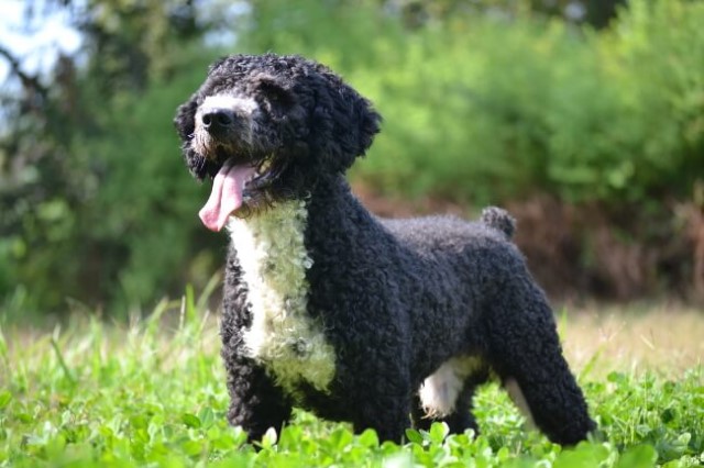 Perro de agua español, uno de los perros de color blanco y negro