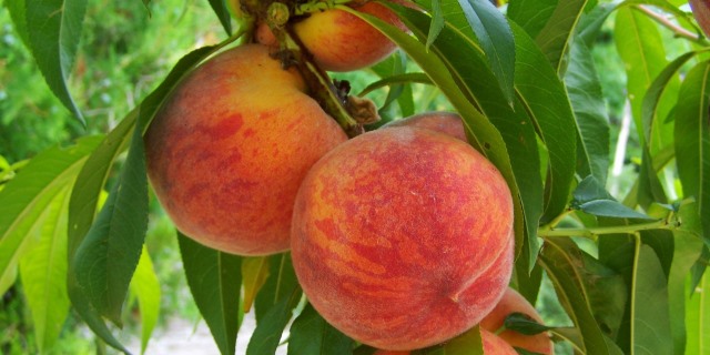 el melocotón es una de las frutas de verano más saludables y nutritivas
