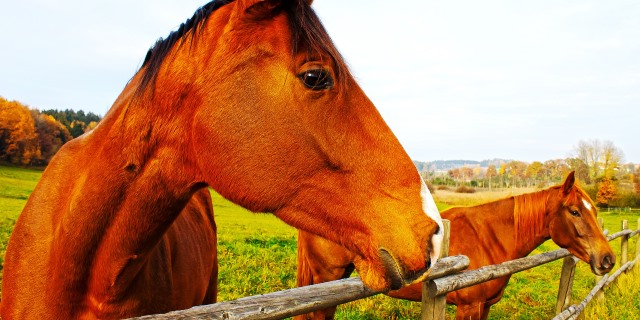 Beneficios y precauciones a la hora de estabular caballos en prado