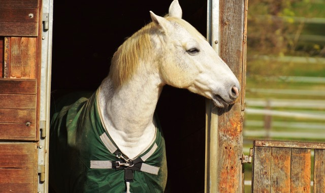 establo