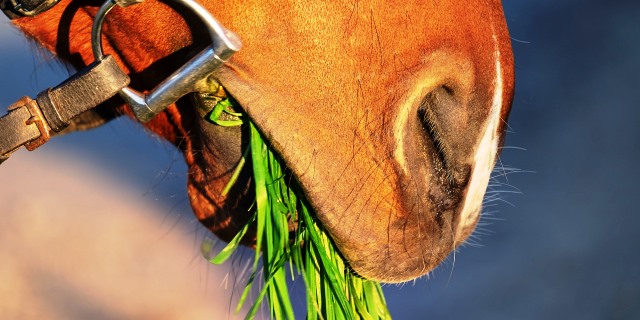 Beneficios y precauciones a la hora de estabular caballos en prado