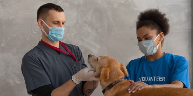 Veterinarios atienden a un perro