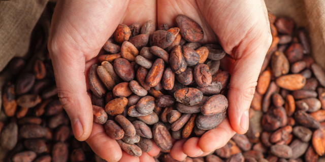 semilla del cacao