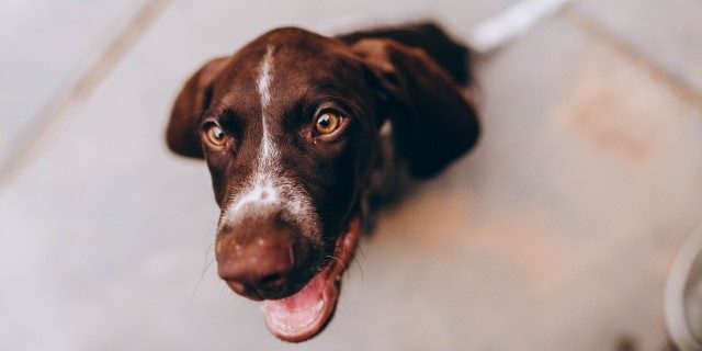 Test de campbell en perros