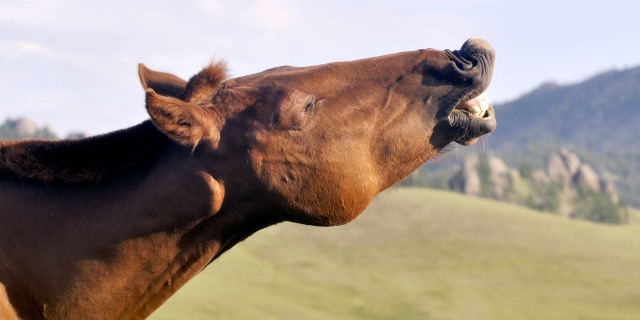 caballo estirando