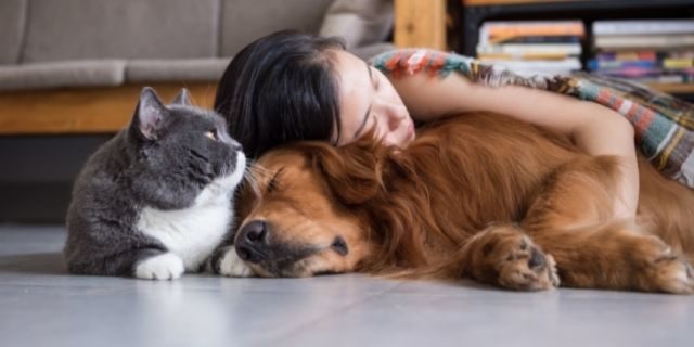 Mascotas dejan de ser consideradas como cosas