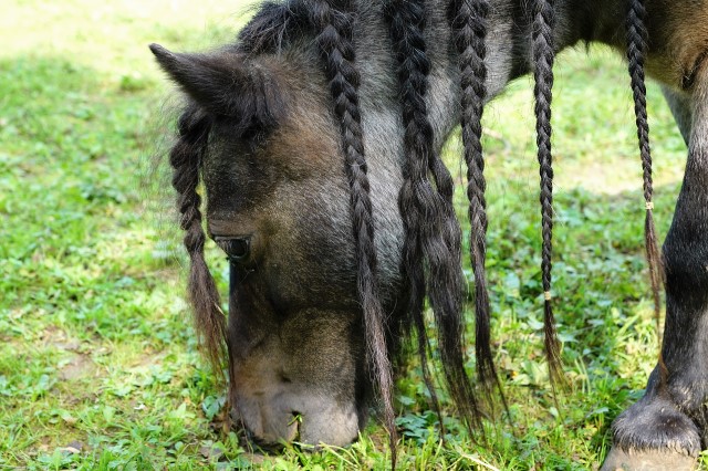 tipos de pelo de un caballo