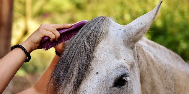 pelo de los caballos