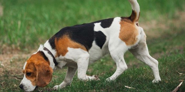 cómo afecta la ley de protección animal a los perros de caza