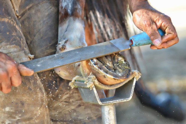 barefoot en caballos pros y contras