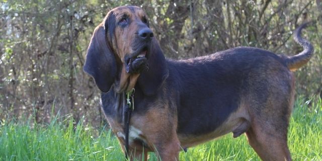 meditación Memorizar Scully Perro de San Huberto o Bloodhound: Mejor sabueso del mundo