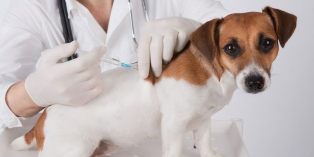Grado Celsius práctica Desgastado Calendario de vacunas para perros adultos y cachorros | Blog de Terránea