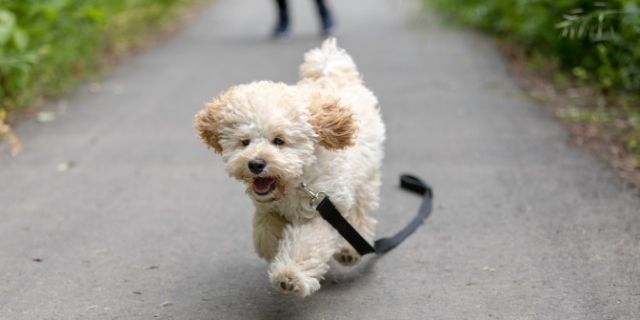 Maltipoo vs french poodle